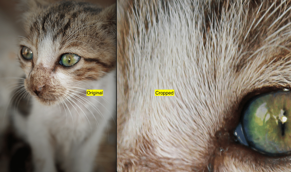 comparison of image before and after cropping