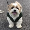 Photo of Milo